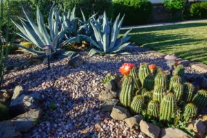 Xeriscaping